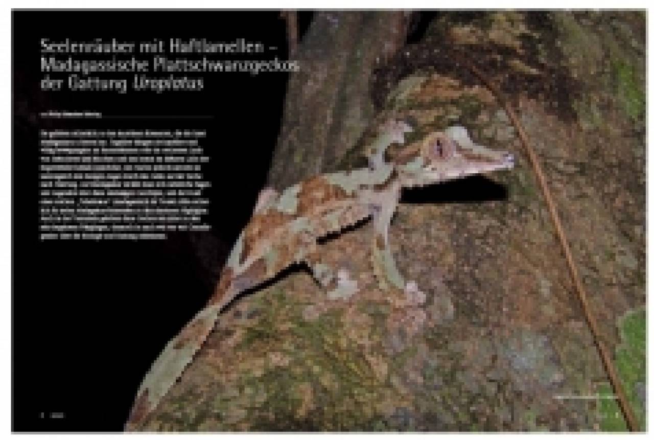 DRACO 52, Uroplatus Madagassische Kobolde in Natur und Terrarium